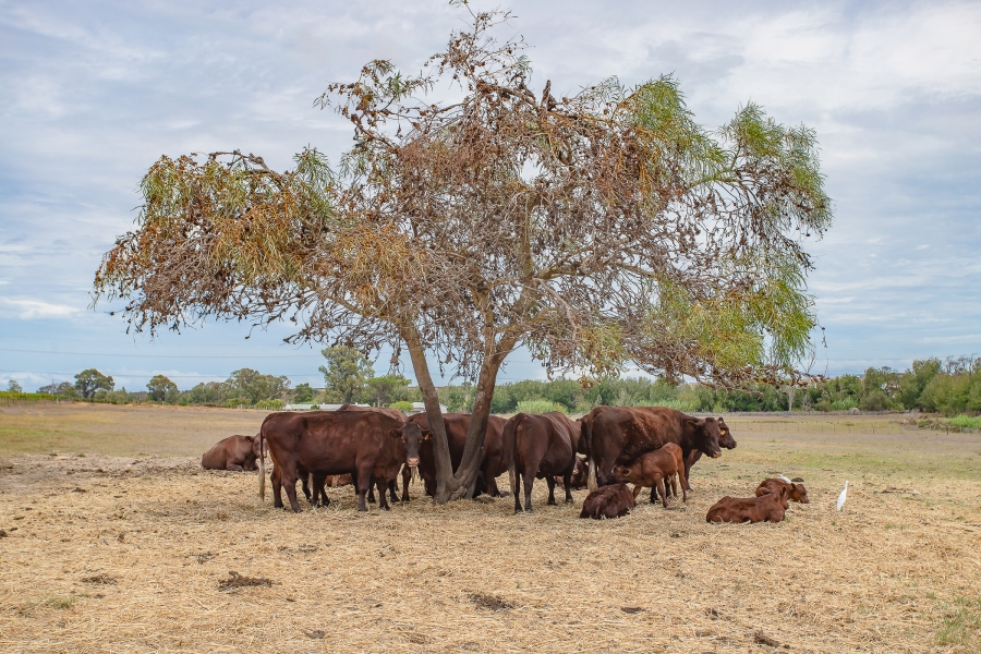 6 Bedroom Property for Sale in Lyndoch Western Cape